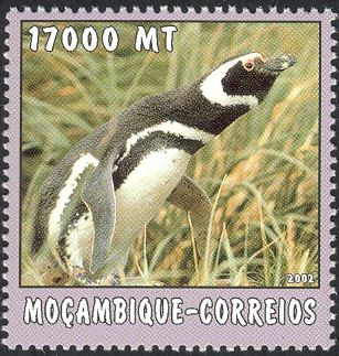 Humboldt Penguin (Spheniscus humboldti)