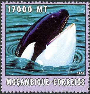 Killer Whale (Orcinus orca)