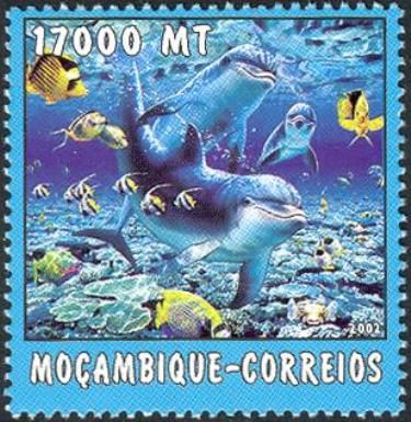 Common Bottlenose Dolphin (Tursiops truncatus)