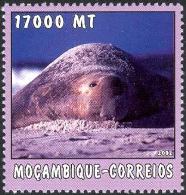 Southern Elephant Seal (Mirounga leonina)