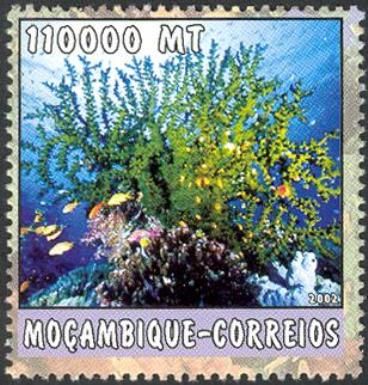 Coral Reefs