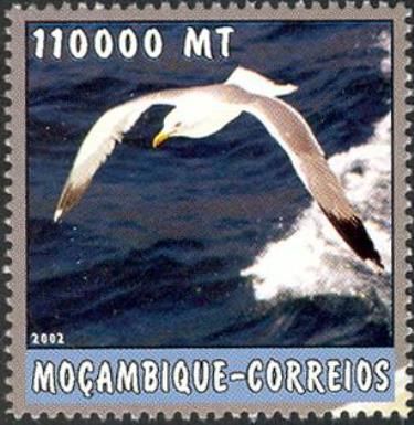 Albatross