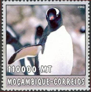 Gentoo Penguin (Pygoscelis papua)
