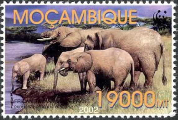 African Elephant (Loxodonta africana)