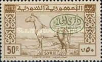Arab Horse