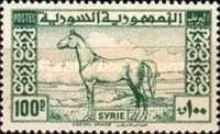 Arab Horse
