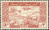Plane and Flock of Sheep