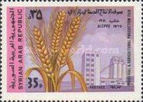 Wheat