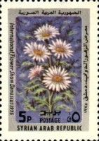 Camomile