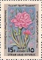 Carnation