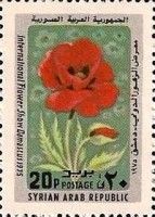 Poppy