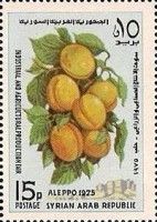 Apricots