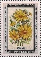 Yellow daisies