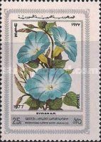 Morning glories