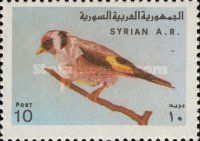 European Goldfinch (Carduelis carduelis)