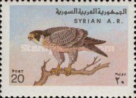 Peregrine Falcon (Falco peregrinus)