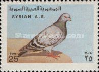 Iranian Rock Pigeon (Columba livia gaddi)