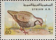 Chukar Partridge (Alectoris chukar)