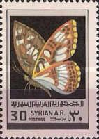 Poplar Admiral (Limenitis populi)
