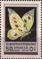 Apollo Butterfly (Parnassius sp.)