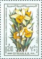 Daffodils