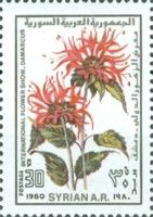Chrysanthemums