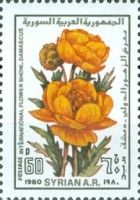 Yellow roses