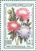 Chrysanthemums