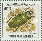 Stag Beetle (F: Lucanidae)