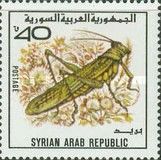 Grasshopper (Pamphagus marmoratus)