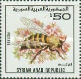 Honeybee (Apis sp.)