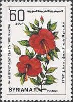 Hibiscus rosa-sinensis or Chinese Hibiscus