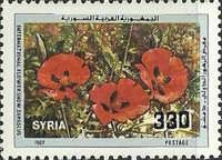 Poppies