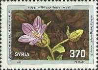Gentian