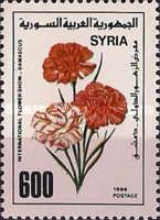 Carnations
