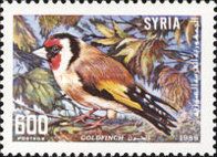 European Goldfinch (Carduelis carduelis)
