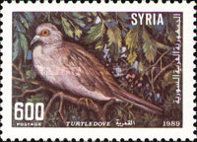 European Turtle Dove (Streptopelia turtur)