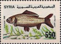 Common Carp (Cyprinus carpio)