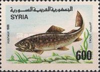 Trout (Salmo trutta)