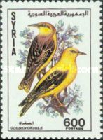 Golden Oriole (Oriolus oriolus)