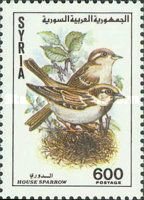 House Sparrow (Passer domesticus)
