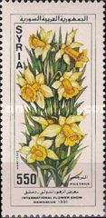 Narcissus