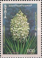 Yucca filamentosa.