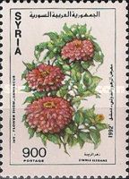 Zinnia elegans