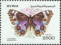 Blue Pansy (Precis orithya)