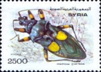Hemipteran (Platymeris sp.)