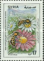 Honey Bee (Apis sp.)