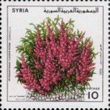 Astilbe