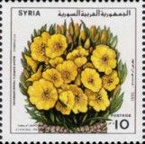 Evening primrose