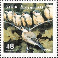 Great Tit (Parus major)